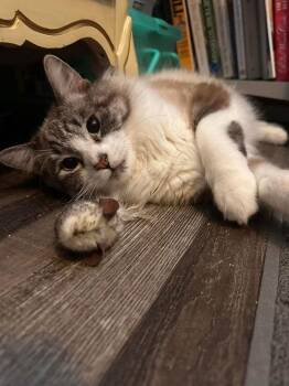 Domestic Medium Hair and Siamese Cats Available for Adoption - Cappuccino ( BC) | PetCurious