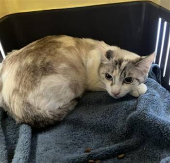 NANI -  Domestic Short Hair Cat Available for Adoption in Long Beach, California - NANI | PetCurious