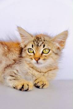 Lobster Thermador -  Domestic Medium Hair and Tabby Cat for Adoption in San Diego, California - Lobster Thermador | PetCurious