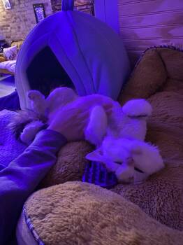 Rescue Domestic Long Hair Cats for Adoption in Whitewater, Wisconsin - Muffy | PetCurious