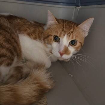 Domestic Short Hair Cats Available for Adoption in Pasadena, California - Sixth | PetCurious