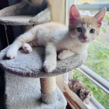 Rescue Domestic Short Hair Cats for Adoption in Bethel, Connecticut - Tex | PetCurious