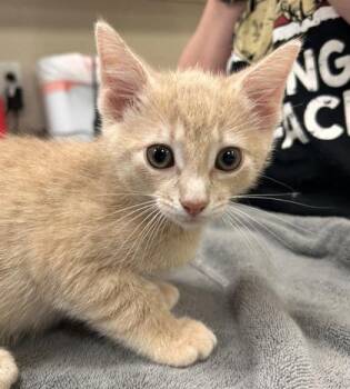 Bacon -  Domestic Short Hair Cat for Adoption in Fishers, Indiana - Bacon | PetCurious