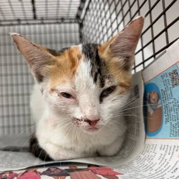 McKenna -  Domestic Short Hair Cat for Adoption in Edinburg, Texas - McKenna | PetCurious