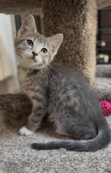 Domestic Short Hair Cats Available for Adoption in Crown Point, Indiana - Flint  | PetCurious