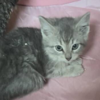 Secret service -  Domestic Short Hair Cat for Adoption in Bentonville, Arkansas - Secret Service | PetCurious