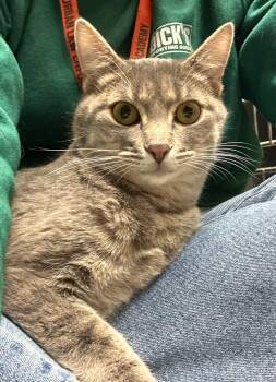 Domestic Short Hair Cats Available for Adoption in Swansea, Illinois - Bagel  | PetCurious