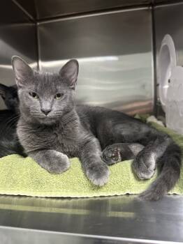 Rescue Domestic Short Hair Cats for Adoption in Fort Walton Beach, Florida - SYLVAN | PetCurious