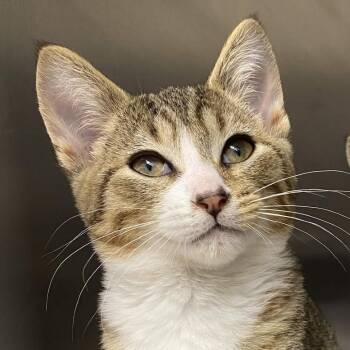 Domestic Short Hair Cats Available for Adoption in Gloucester, Virginia - Cordelio | PetCurious