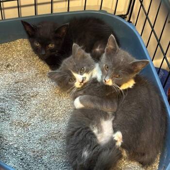 Weather Kittens: Lightning -  Domestic Short Hair Cat for Adoption in Washington, District Of Columbia - Weather Kittens: Lightning | PetCurious