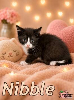 Nibble -  Domestic Short Hair Cat for Adoption in Douglasville, Georgia - Nibble | PetCurious