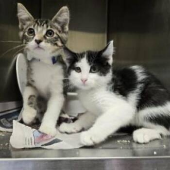 John Logan -  Domestic Short Hair Cat Available for Adoption in Madison, Wisconsin - John Logan | PetCurious