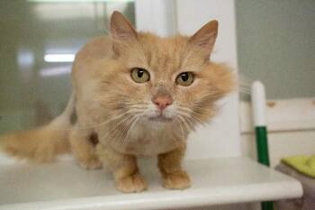 Domestic Long Hair Cats Available for Adoption in Arlington, Washington - Buttercup | PetCurious