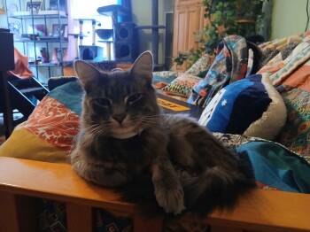 Rescue Tabby and Bombay Cats for Adoption in Hartford, Connecticut - Valentine & Midnight- BONDED PAIR | PetCurious