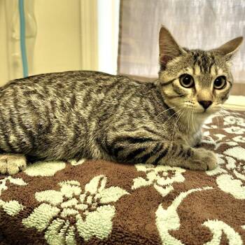 Casper -  Domestic Short Hair Cat for Adoption in Warrensburg, Missouri - Casper | PetCurious