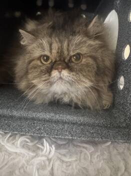 Persian Cats Available for Adoption in Naples, Florida - Ivy | PetCurious