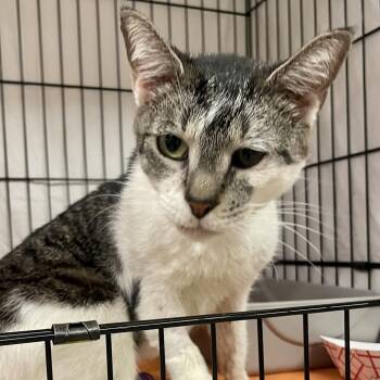 Barbara Gibb -  Domestic Short Hair Cat for Adoption in New York, New York - Barbara Gibb | PetCurious