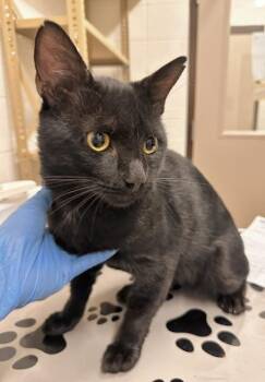 SHARPIE -  Domestic Short Hair Cat for Adoption in Derwood, Maryland - SHARPIE | PetCurious