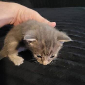Shio -  Domestic Short Hair Cat for Adoption in Tampa, Florida - Shio | PetCurious
