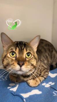 BARSIK -  Bengal Cat for Adoption in Delson, Quebec - BARSIK | PetCurious