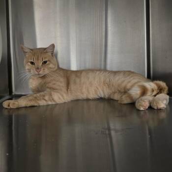 Bumble -  Domestic Short Hair Cat for Adoption in Spokane, Washington - Bumble | PetCurious