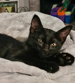 Domestic Short Hair Cats Available for Adoption in Dallas, Texas - Emberly Suits | PetCurious
