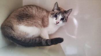 Snowball -  Siamese Cat for Adoption in Hutchinson, Minnesota - Snowball | PetCurious