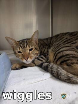wiggles -  Domestic Short Hair Cat for Adoption in Rocky Mount, North Carolina - Wiggles | PetCurious