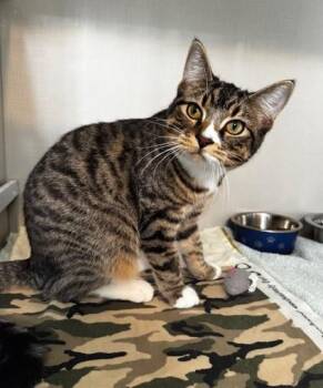 Rescue Domestic Short Hair Cats for Adoption in Hutchinson, Minnesota - Flash And Muffin | PetCurious