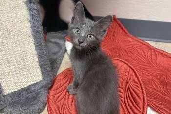 Towhee -  Domestic Short Hair Cat for Adoption in Fountain Hills, Arizona - Towhee | PetCurious