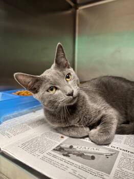 Zeus -  Domestic Short Hair Cat for Adoption in Belton, Texas - Zeus | PetCurious