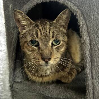 Domestic Short Hair Cats Available for Adoption in Juno Beach, Florida - Patriot | PetCurious