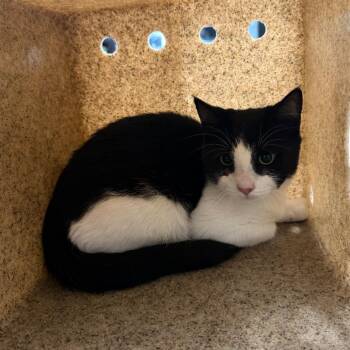 Gummy -  Domestic Short Hair Cat for Adoption in Philadelphia, Pennsylvania - Gummy | PetCurious