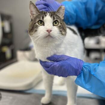 Domestic Short Hair Cats Available for Adoption - Pigeon | PetCurious