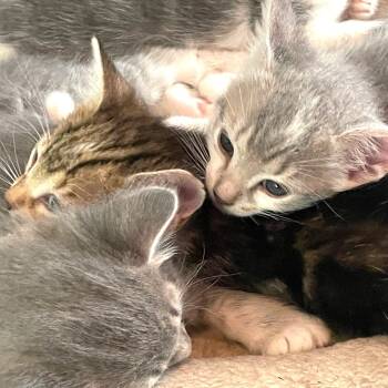 KITTENS FOR IMMEDIATE FOSTERING - FOR 4 to 6 Weeks -  Siamese and Domestic Short Hair Cat for Adoption in Oakwood, Georgia - KITTENS FOR IMMEDIATE FOSTERING - FOR 4 To 6 Weeks | PetCurious