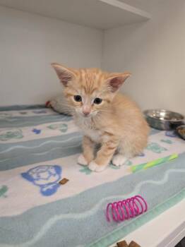 MAX -  Domestic Short Hair Cat for Adoption in Indianapolis, Indiana - MAX | PetCurious