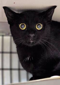Alpine -  Domestic Short Hair Cat for Adoption in Greensburg, Indiana - Alpine | PetCurious