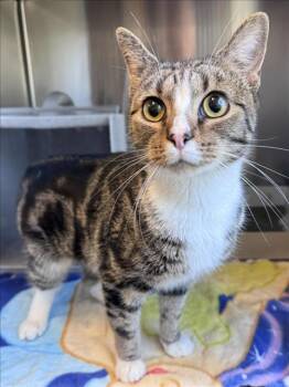 Rescue Domestic Short Hair Cats for Adoption in Salisbury, North Carolina - CHANCE | PetCurious