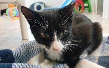 Jorge -  Domestic Short Hair Cat for Adoption in Cullowhee, North Carolina - Jorge | PetCurious