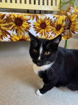 Tortilla Chip -  Domestic Short Hair Cat for Adoption in Santa Rosa, California - Tortilla Chip | PetCurious