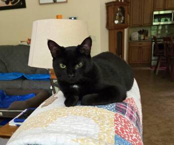 Rescue Domestic Medium Hair Cats for Adoption in Marion, North Carolina - Meow | PetCurious