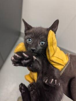 Domestic Short Hair Cats Available for Adoption in Ontario, California - RIOT - NEEDS A FOSTER | PetCurious
