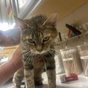 Liberty -  Domestic Short Hair Cat for Adoption in Lewisburg, West Virginia - Liberty | PetCurious