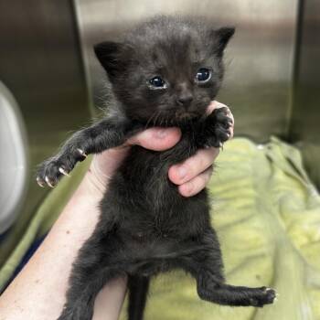 Domestic Short Hair Cats Available for Adoption in Warrensburg, Missouri - Peep | PetCurious