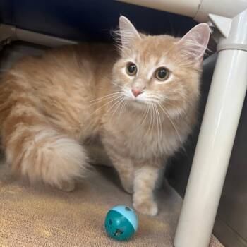 Domestic Long Hair Cats Available for Adoption in Indianapolis, Indiana - Lindsay Lohan | PetCurious