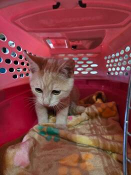 Rescue Domestic Short Hair Cats for Adoption in Cumming, Georgia - Mimosa | PetCurious