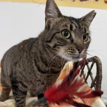 Domestic Short Hair Cats Available for Adoption in Houston, Texas - Monica | PetCurious
