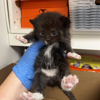 71983 -  Domestic Short Hair Cat for Adoption in Harrisonburg, Virginia - 71983 | PetCurious
