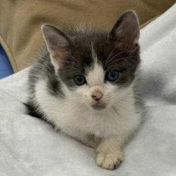 Ben (Rory Kit 4) -  Domestic Short Hair Cat for Adoption in Cumming, Georgia - Ben (Rory Kit 4) | PetCurious