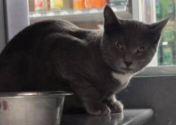 Jester -  Domestic Short Hair Cat for Adoption in Hazlet, New Jersey - Jester | PetCurious
